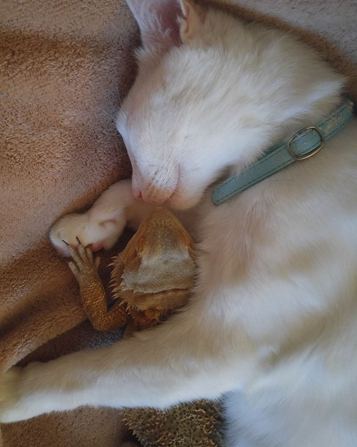 amistad-animal-dragon-barbudo-charles-gato-baby (6)