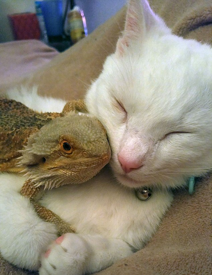 amistad-animal-dragon-barbudo-charles-gato-baby (8)