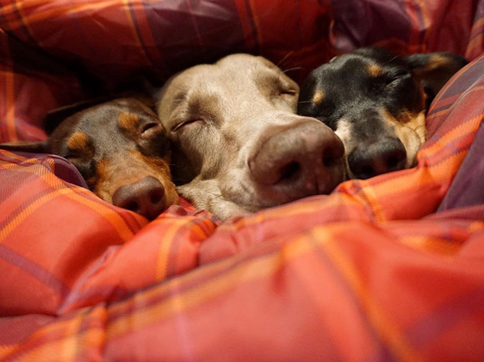 amistad-perros-harlow-indiana-reese-2 (1)