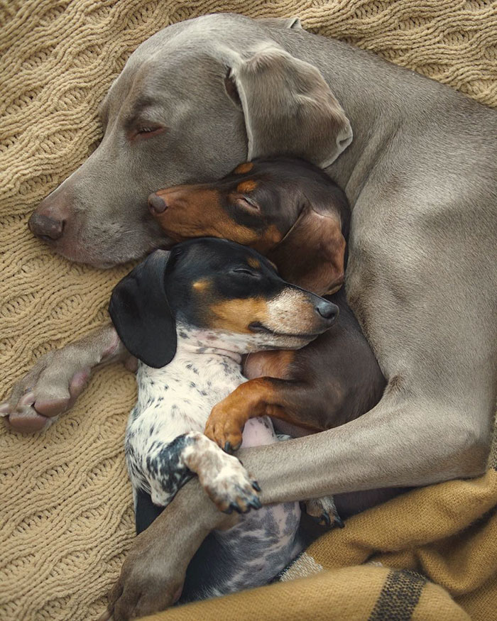 amistad-perros-harlow-indiana-reese-2 (10)