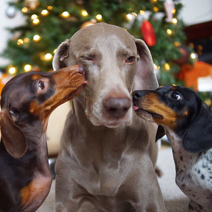 amistad-perros-harlow-indiana-reese-2 (11)