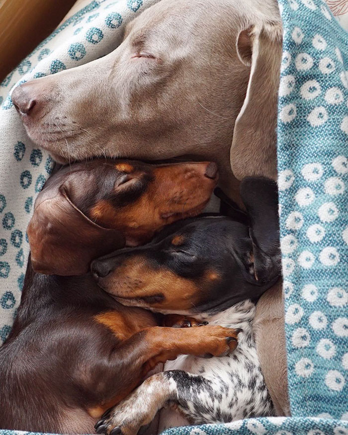 amistad-perros-harlow-indiana-reese-2 (12)