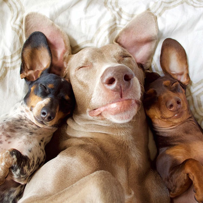 amistad-perros-harlow-indiana-reese-2 (2)