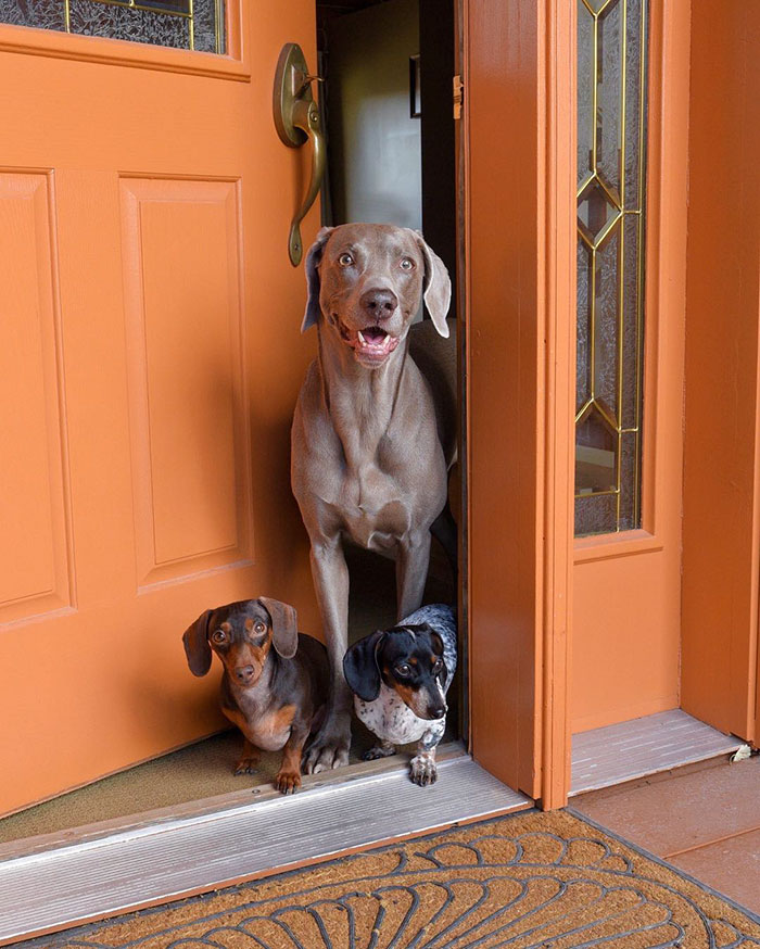 amistad-perros-harlow-indiana-reese-2 (3)