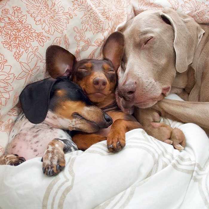 amistad-perros-harlow-indiana-reese-2 (4)