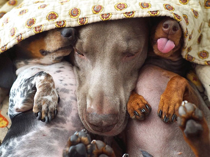 amistad-perros-harlow-indiana-reese-2 (5)