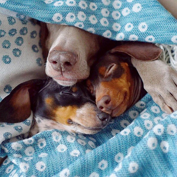amistad-perros-harlow-indiana-reese-2 (6)