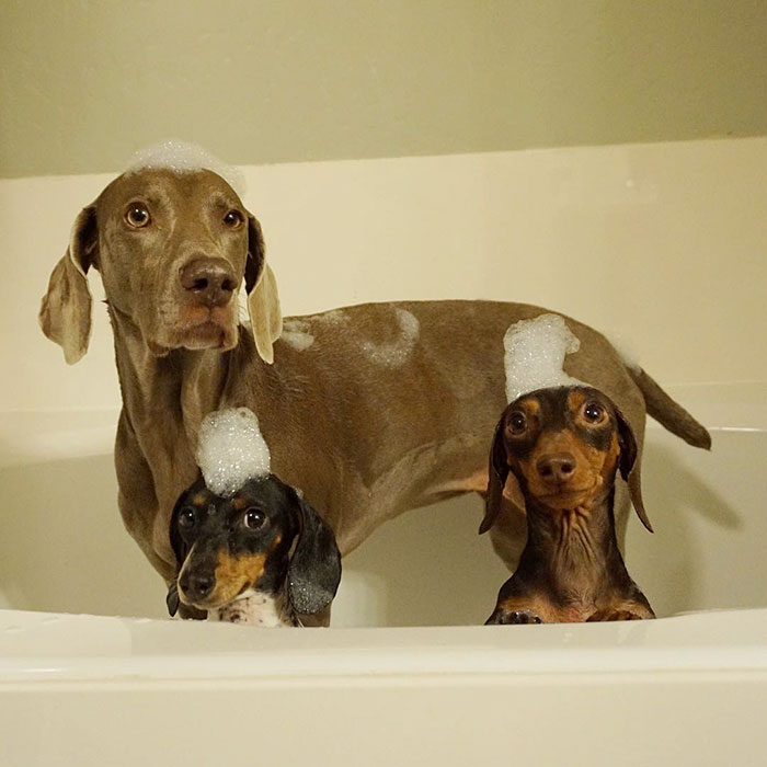 amistad-perros-harlow-indiana-reese-2 (8)