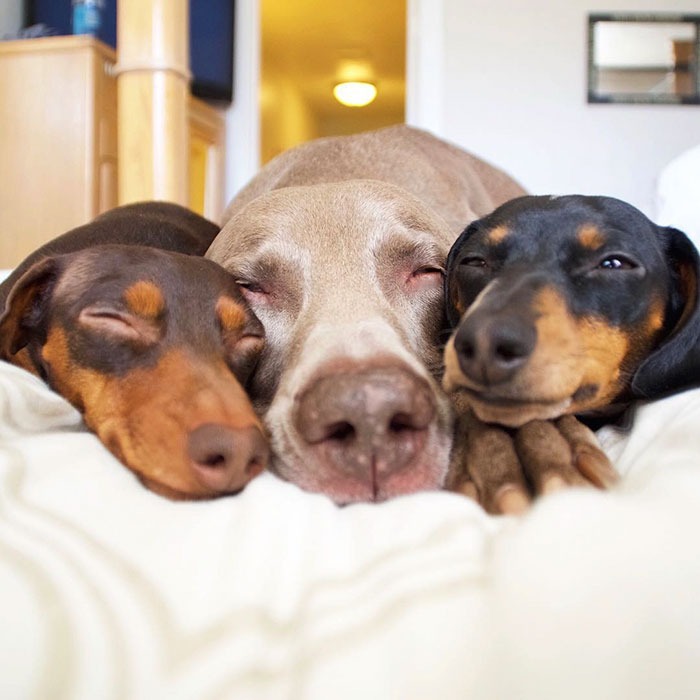 amistad-perros-harlow-indiana-reese-2 (9)