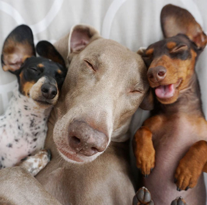 Un cachorro se unió a estos dos perros y ahora son los mejores compañeros de siesta