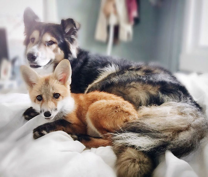 amistad-zorro-juniper-perro-moose (1)