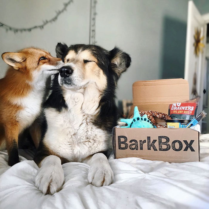 amistad-zorro-juniper-perro-moose (10)
