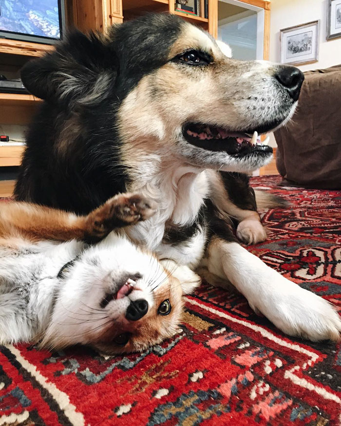 amistad-zorro-juniper-perro-moose (11)