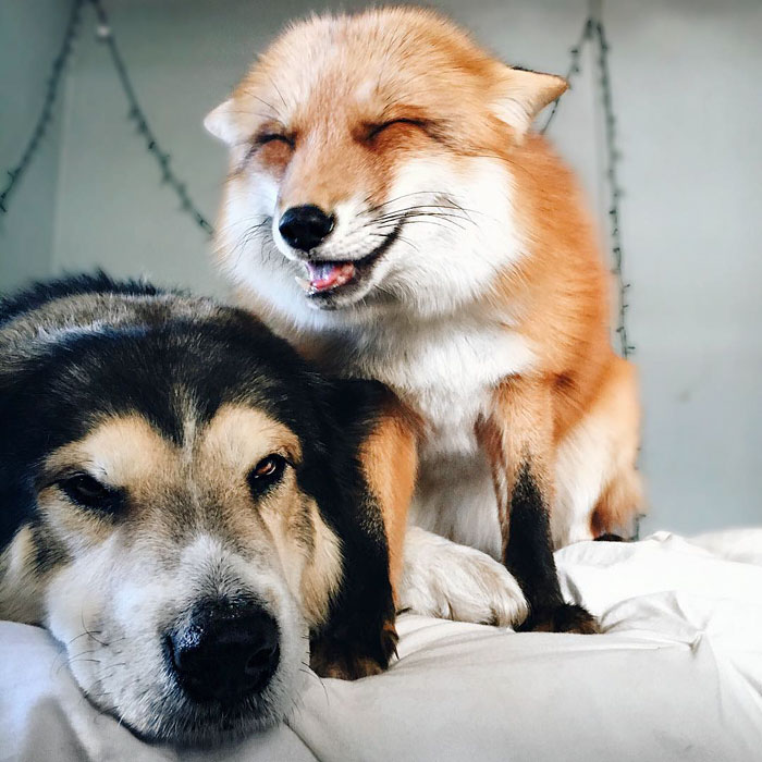 amistad-zorro-juniper-perro-moose (2)