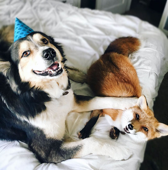 amistad-zorro-juniper-perro-moose (3)