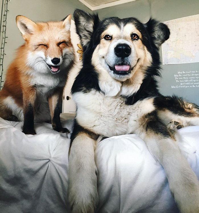 amistad-zorro-juniper-perro-moose (4)