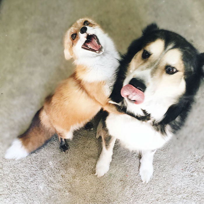 amistad-zorro-juniper-perro-moose (5)