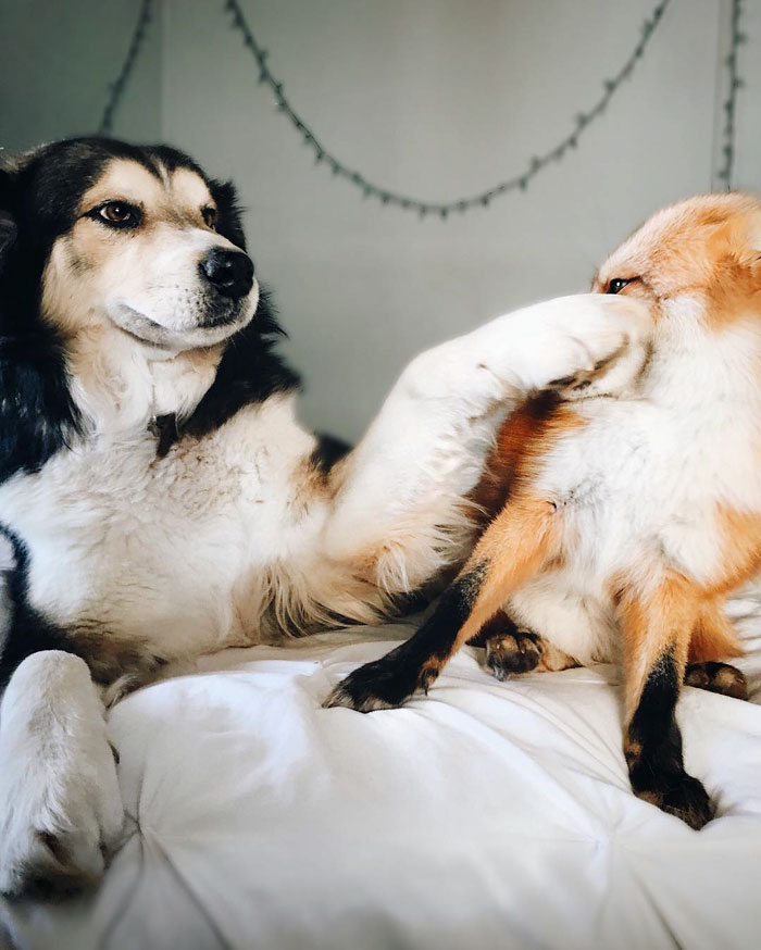 amistad-zorro-juniper-perro-moose (6)
