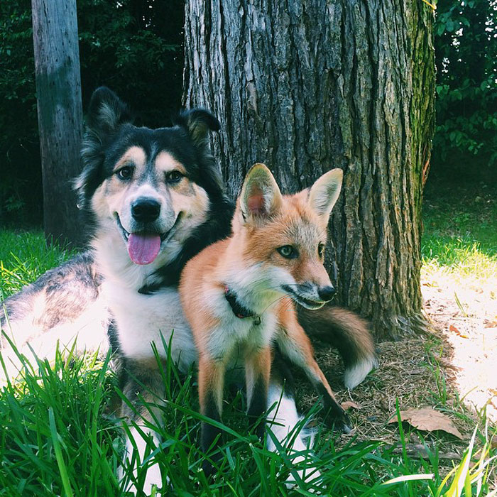 amistad-zorro-juniper-perro-moose (7)