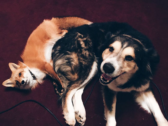 amistad-zorro-juniper-perro-moose (8)