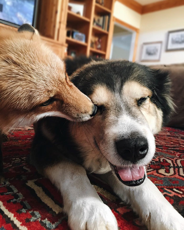 amistad-zorro-juniper-perro-moose (9)