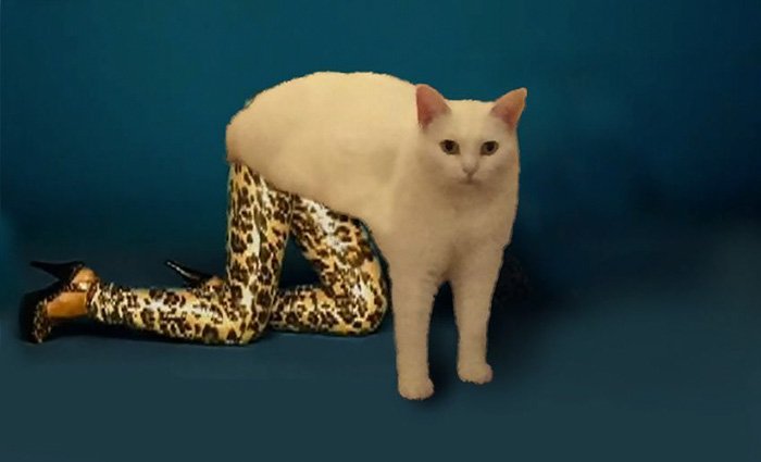 batalla-photoshop-medio-gato (14)