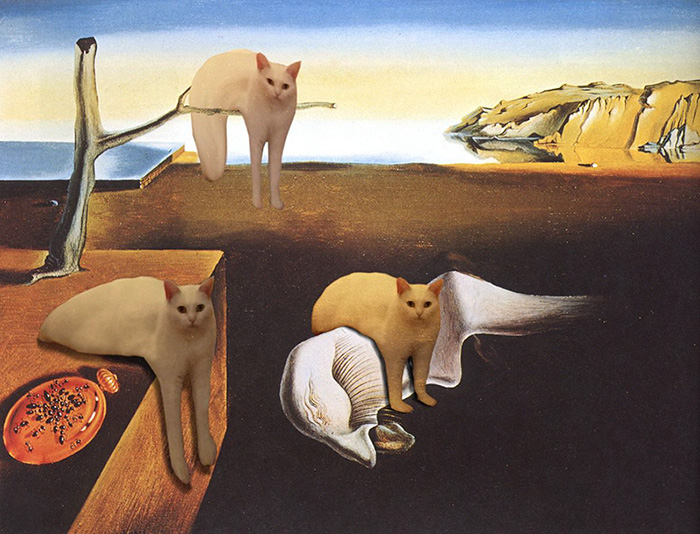 batalla-photoshop-medio-gato (16)