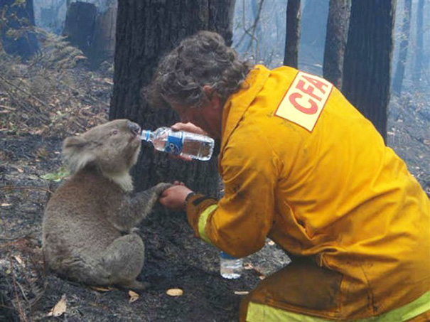 bomberos-salvando-animales (11)