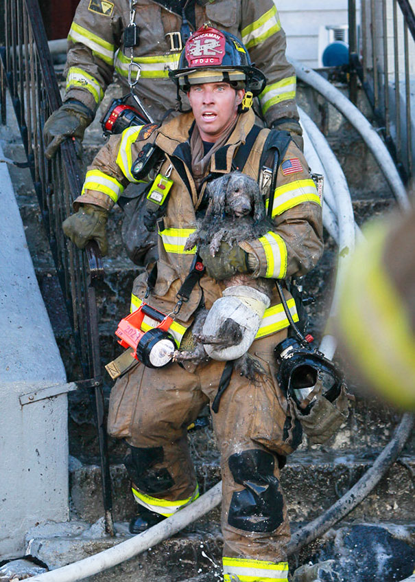 bomberos-salvando-animales (2)