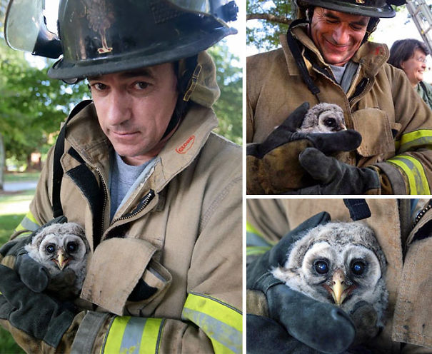 bomberos-salvando-animales (3)