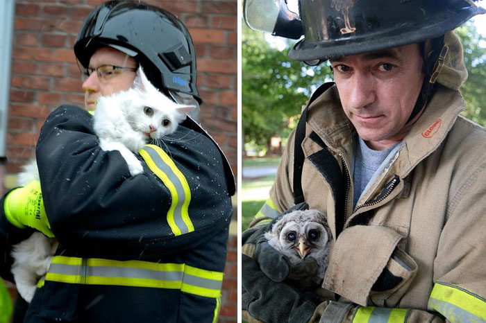 15 Bomberos que arriesgaron sus vidas para salvar a un animal