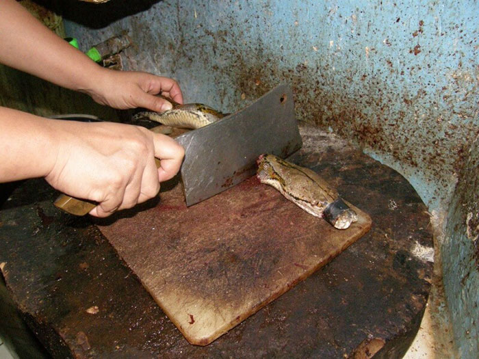campana-anti-crueldad-animal-cuero-peta-asia (1)
