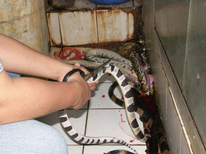 campana-anti-crueldad-animal-cuero-peta-asia (9)