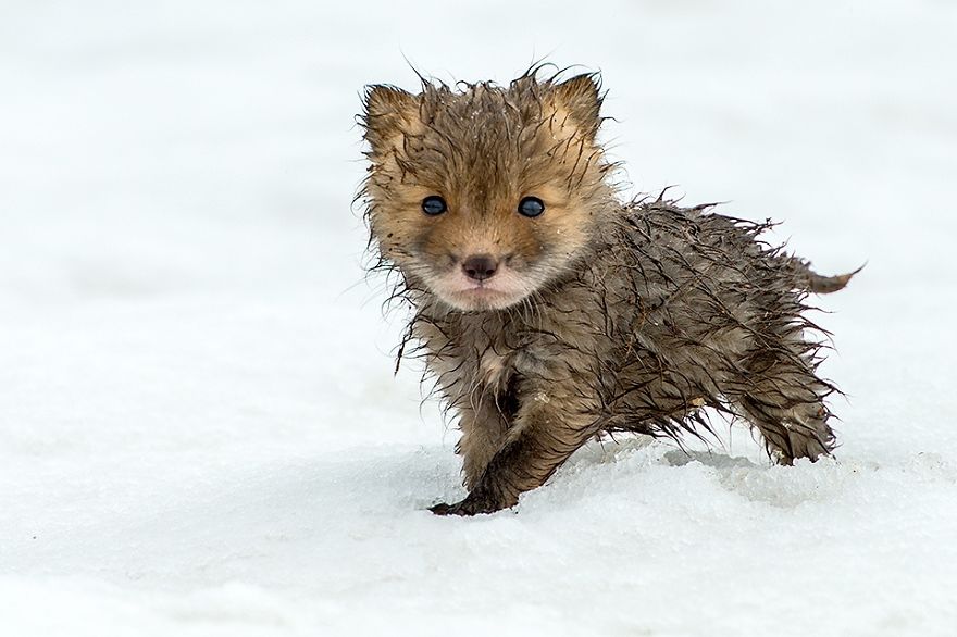 crias-zorro-adorables (1)
