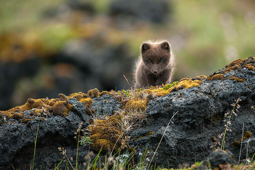crias-zorro-adorables (11)