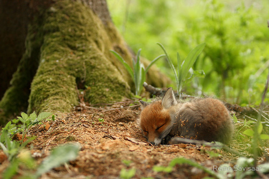 crias-zorro-adorables (12)
