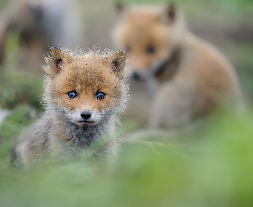 crias-zorro-adorables (2)