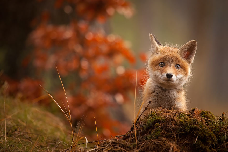 crias-zorro-adorables (4)