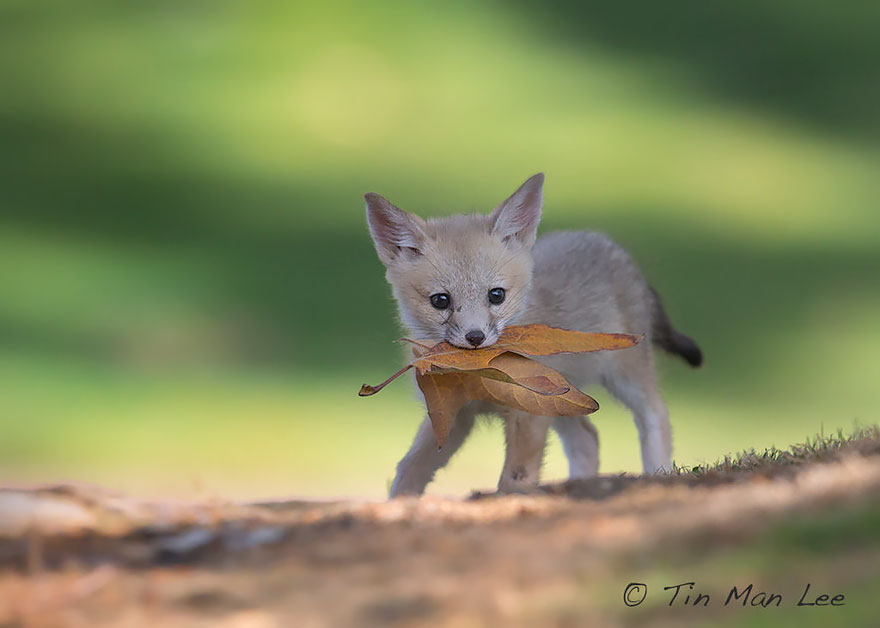 crias-zorro-adorables (5)