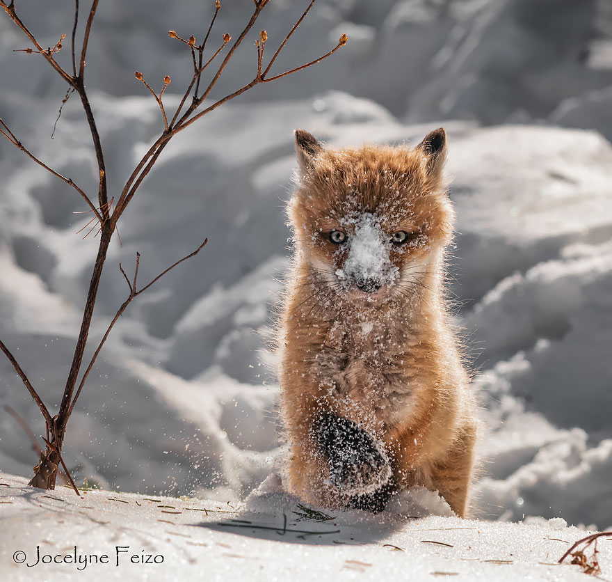 crias-zorro-adorables (6)