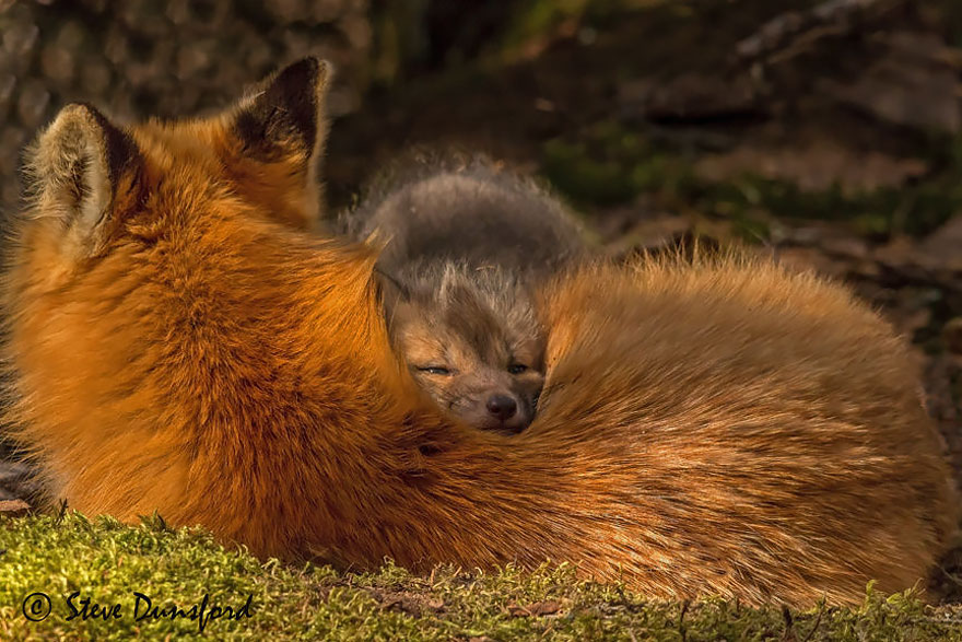 crias-zorro-adorables (7)