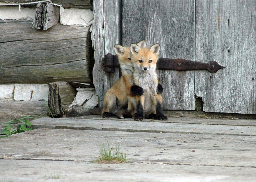 crias-zorro-adorables (9)