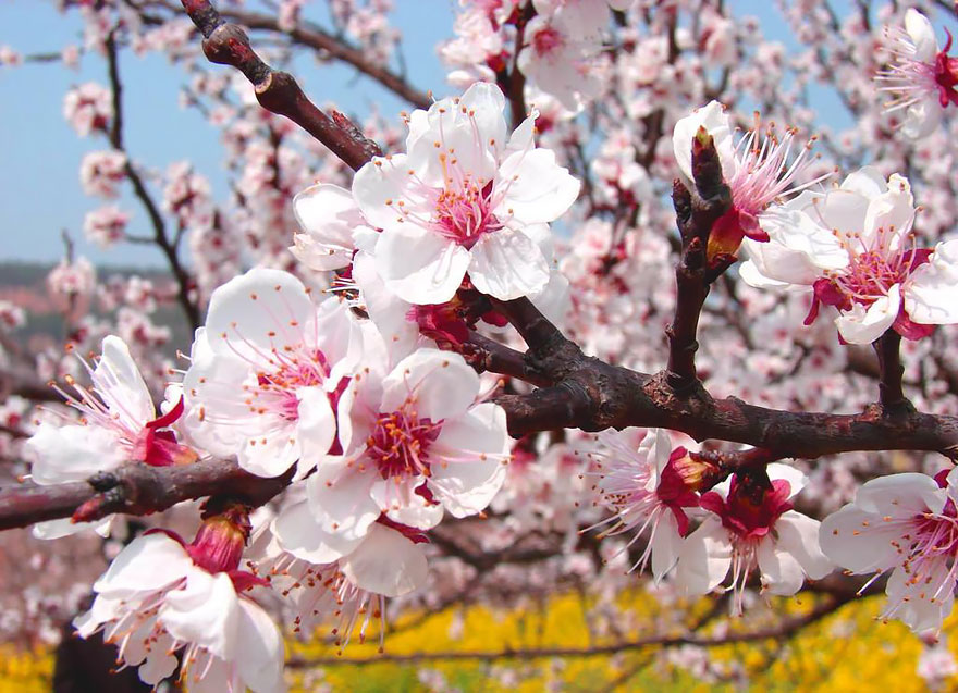 flores-valle-albaricoques-yili-china (1)