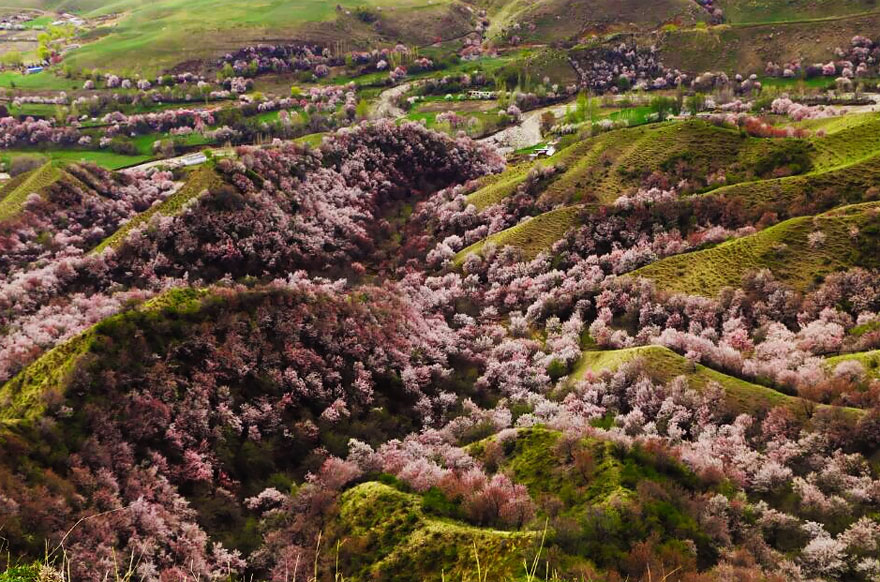 flores-valle-albaricoques-yili-china (10)