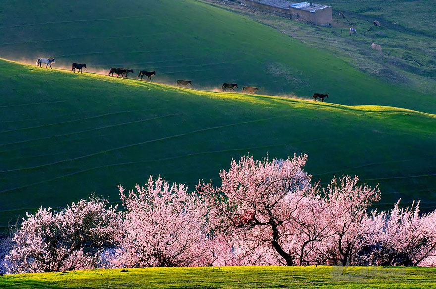 flores-valle-albaricoques-yili-china (11)