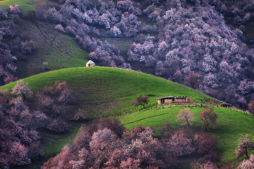 flores-valle-albaricoques-yili-china (12)