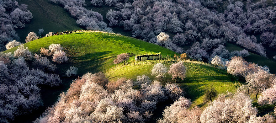 flores-valle-albaricoques-yili-china (13)