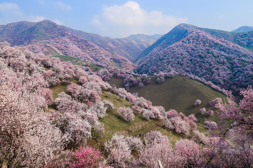 flores-valle-albaricoques-yili-china (2)