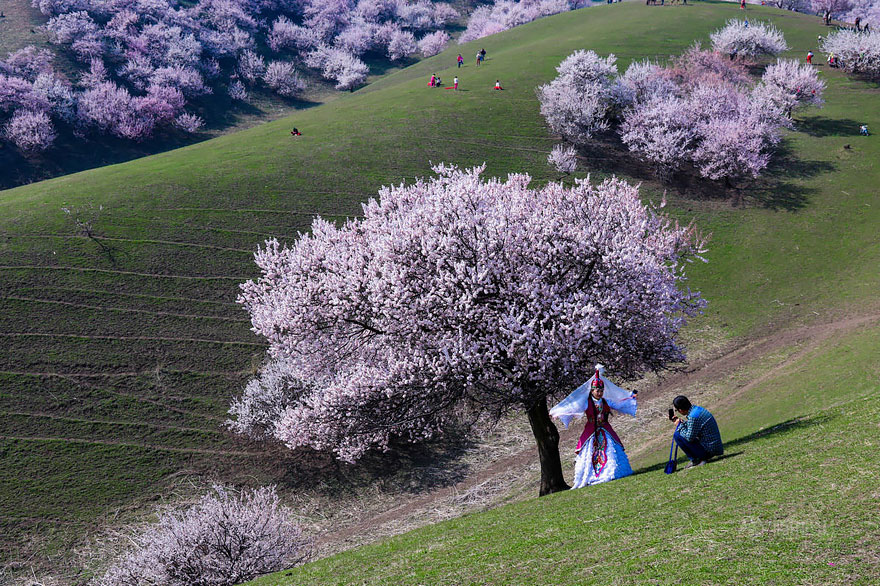 flores-valle-albaricoques-yili-china (3)
