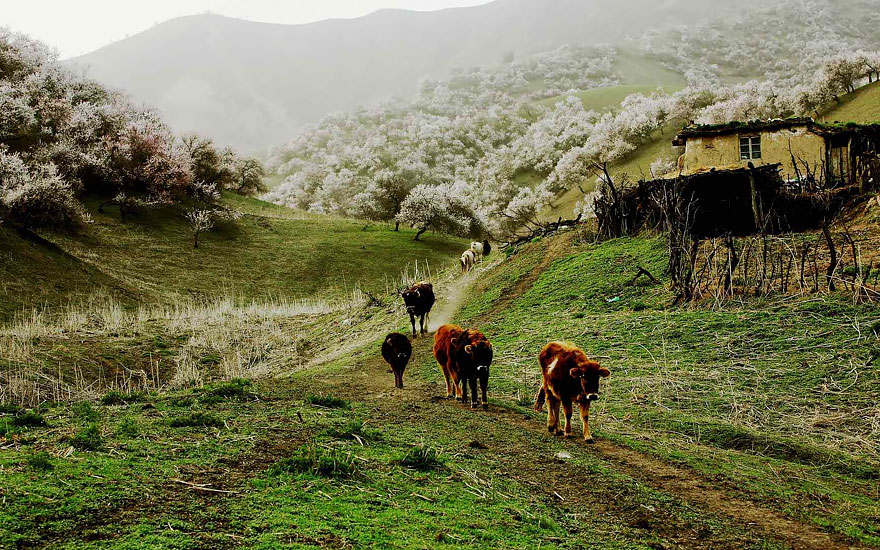 flores-valle-albaricoques-yili-china (5)